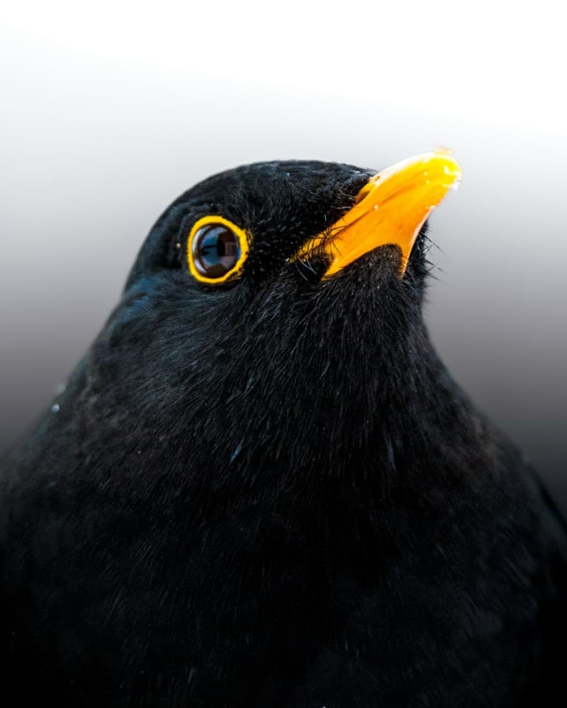 Black Bird Orange Beak