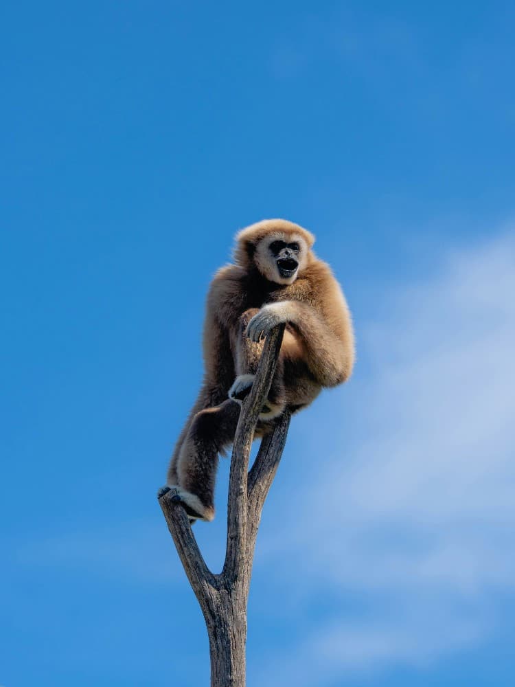 Gibbon Wooden Post